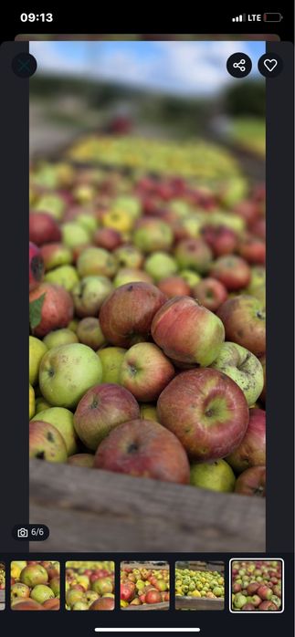 Vand mere de tuica 2025