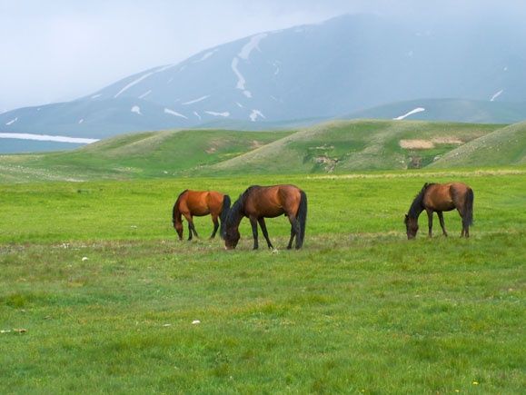 Сдаю Фазенду в аренду