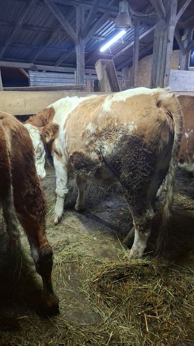 Vând vaca pt abator