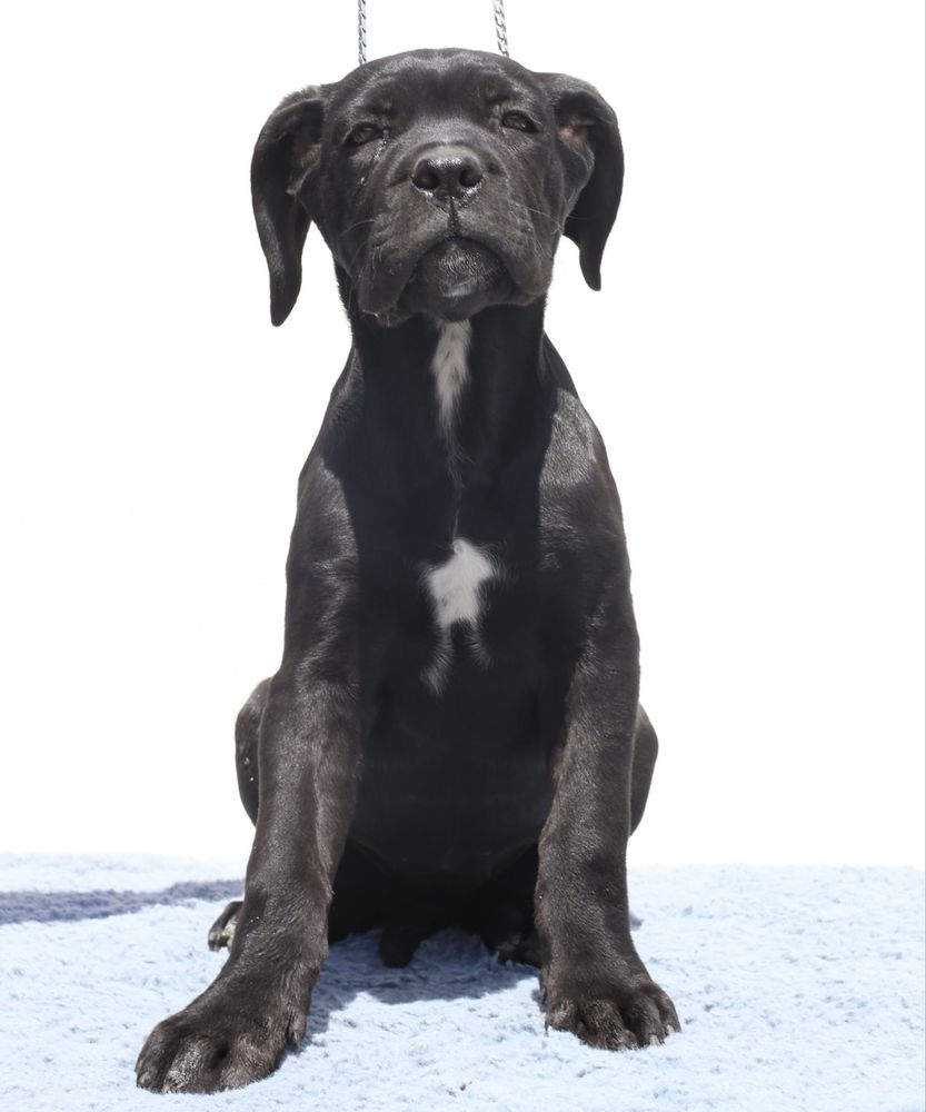 Pui Cane Corso cu pedigree FCI