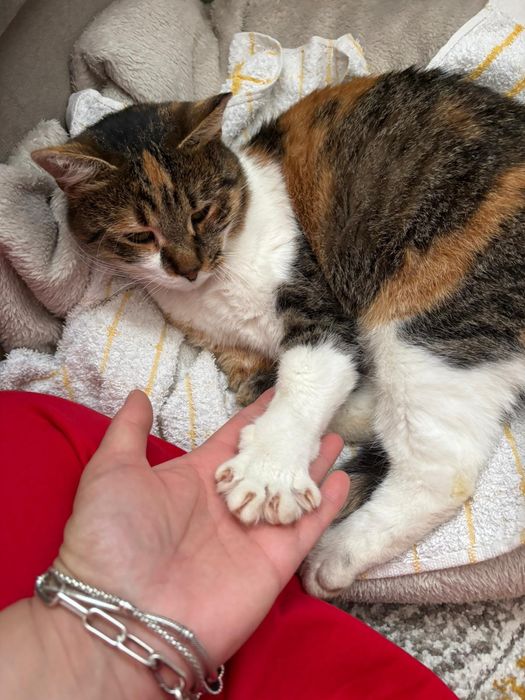 Adoptie pisicuta blanda si iubitoare