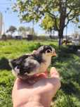 Puișori Australorp/Ouă pentru incubat