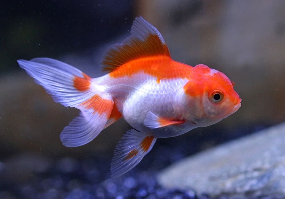 Золотая рыбка красно-белая!