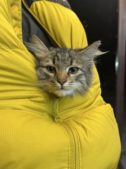 Найдена кошка! Ищем хозяев или Дом