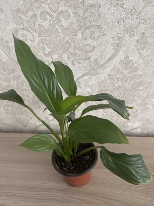 Комнатные цветы 16