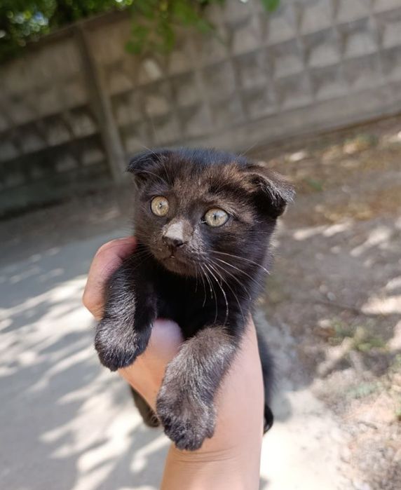 Вислоухий котёнок девочка 3 месяца