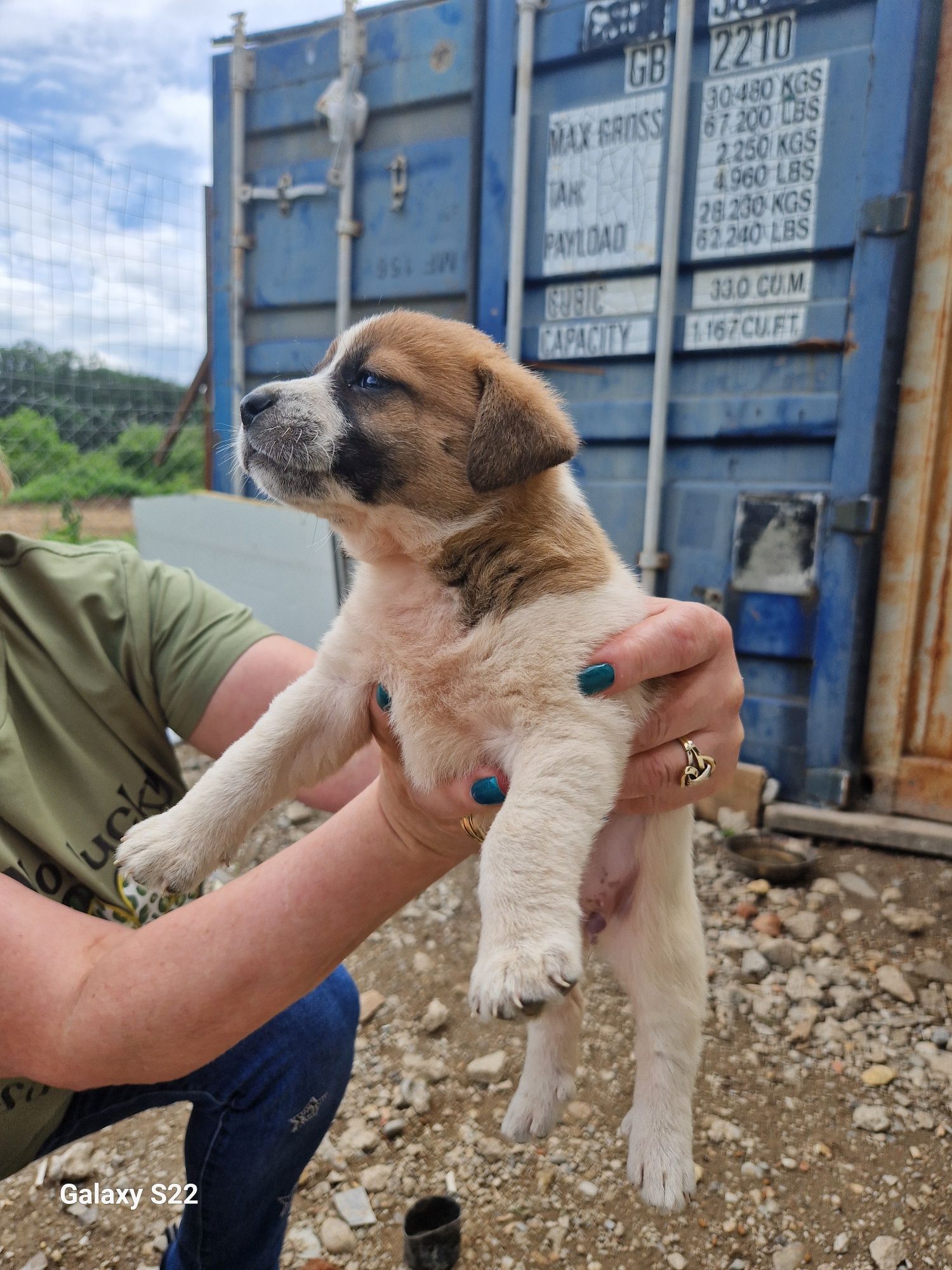 Catelusi pentru adoptie