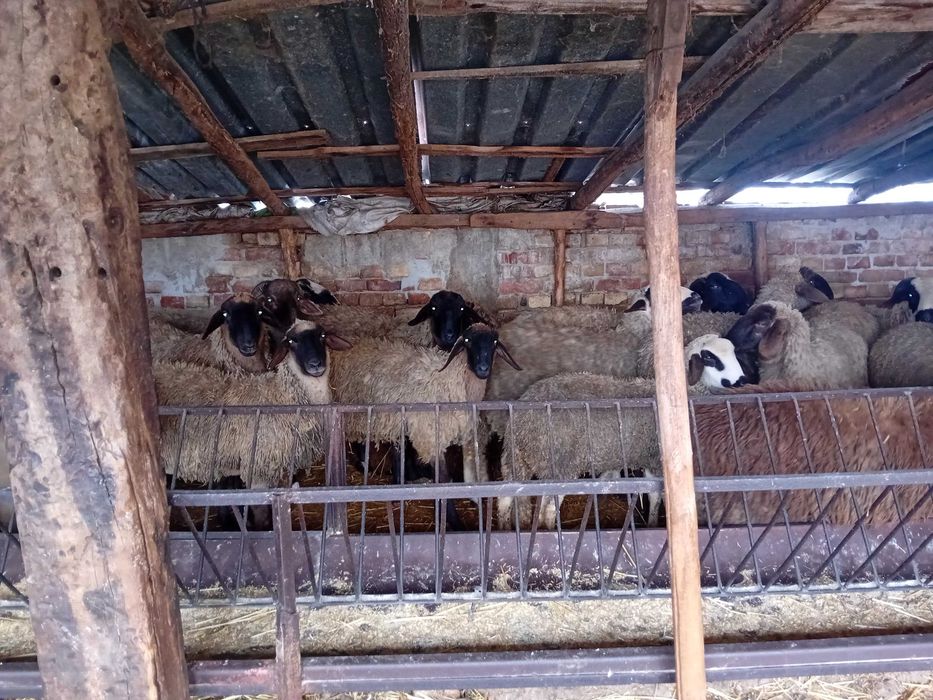 Продавам агнета и кочове