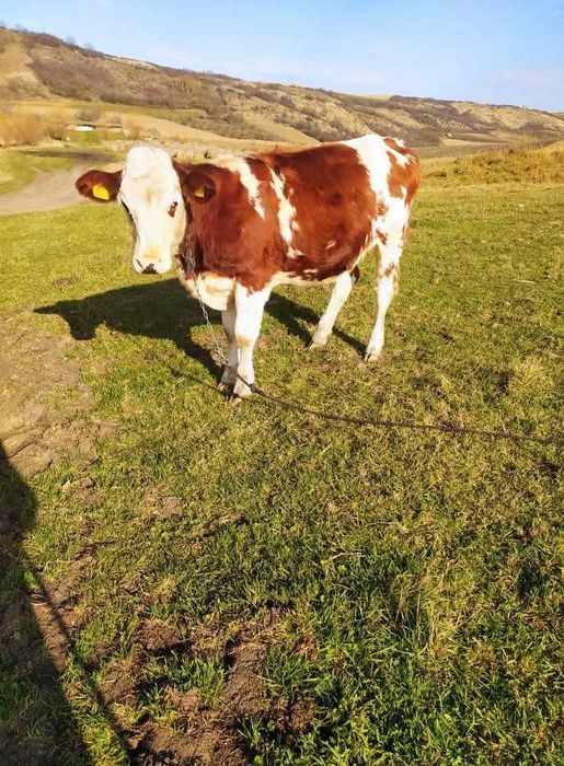 Vând vițea de 11 luni