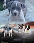 American Staffordshire Terrier