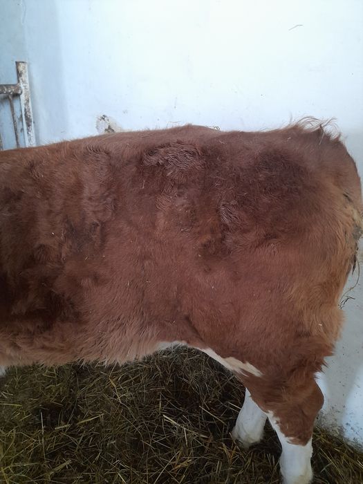 Vitea baltata intarcata