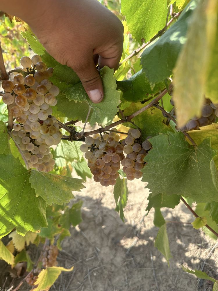 Struguri pentru vin din podgoriile Vrancea