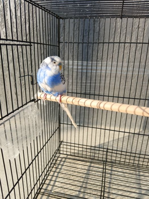 Куш кафаси билан