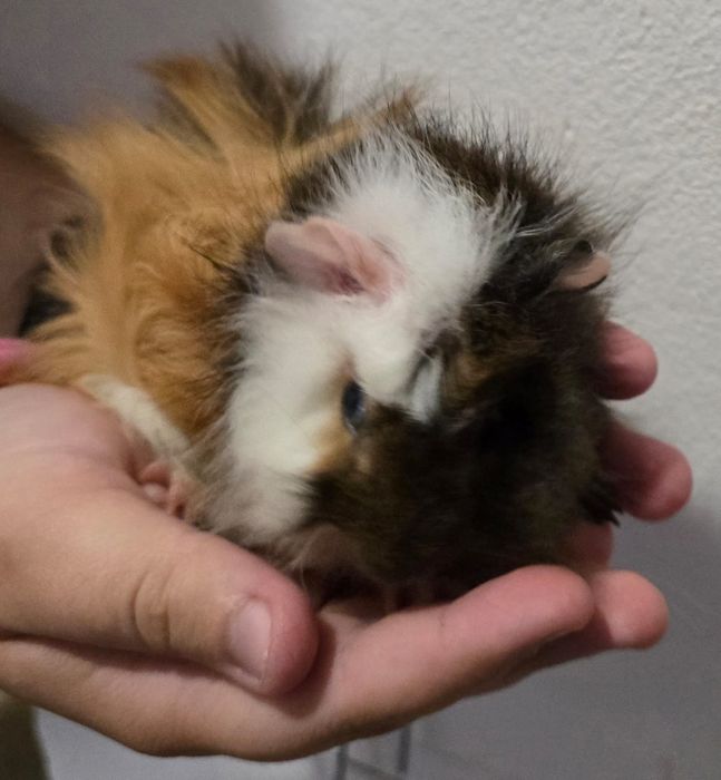 Porcusori de guineea