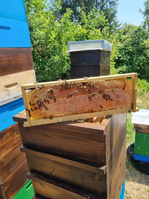 Продажба на пчелен мед