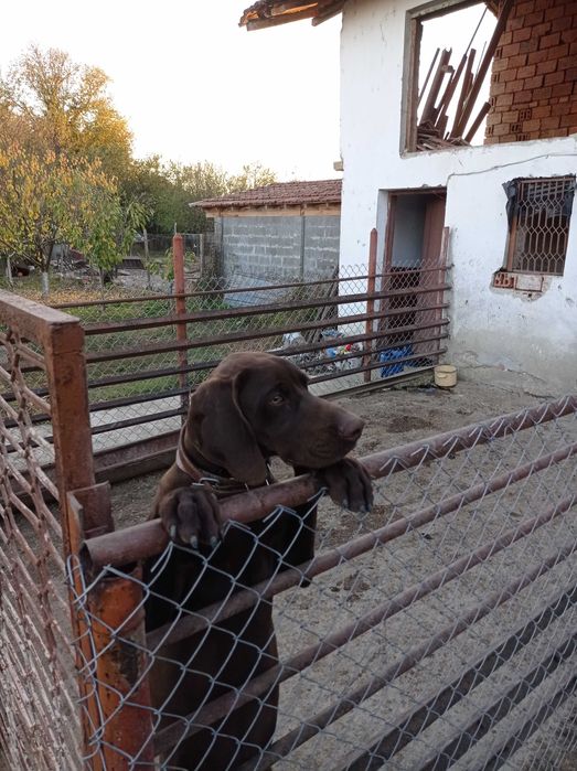 Продавам ловно куче