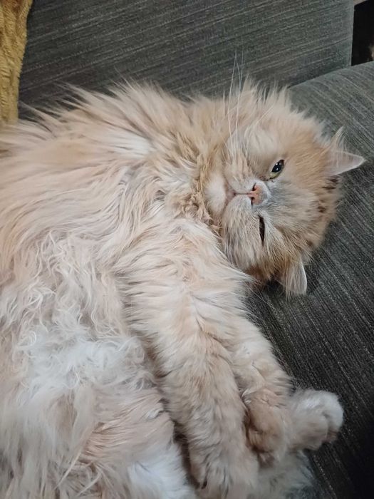 Персийска котка, свободна в добър дом.  Persian Cat free to good home