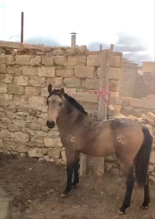 Құнан шығар сатылады