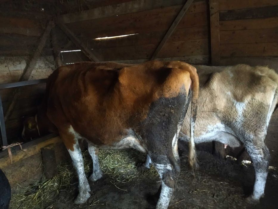 Vând 3 vaci gestante