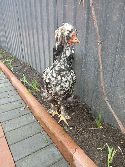 Vand cocoși tineri moțați