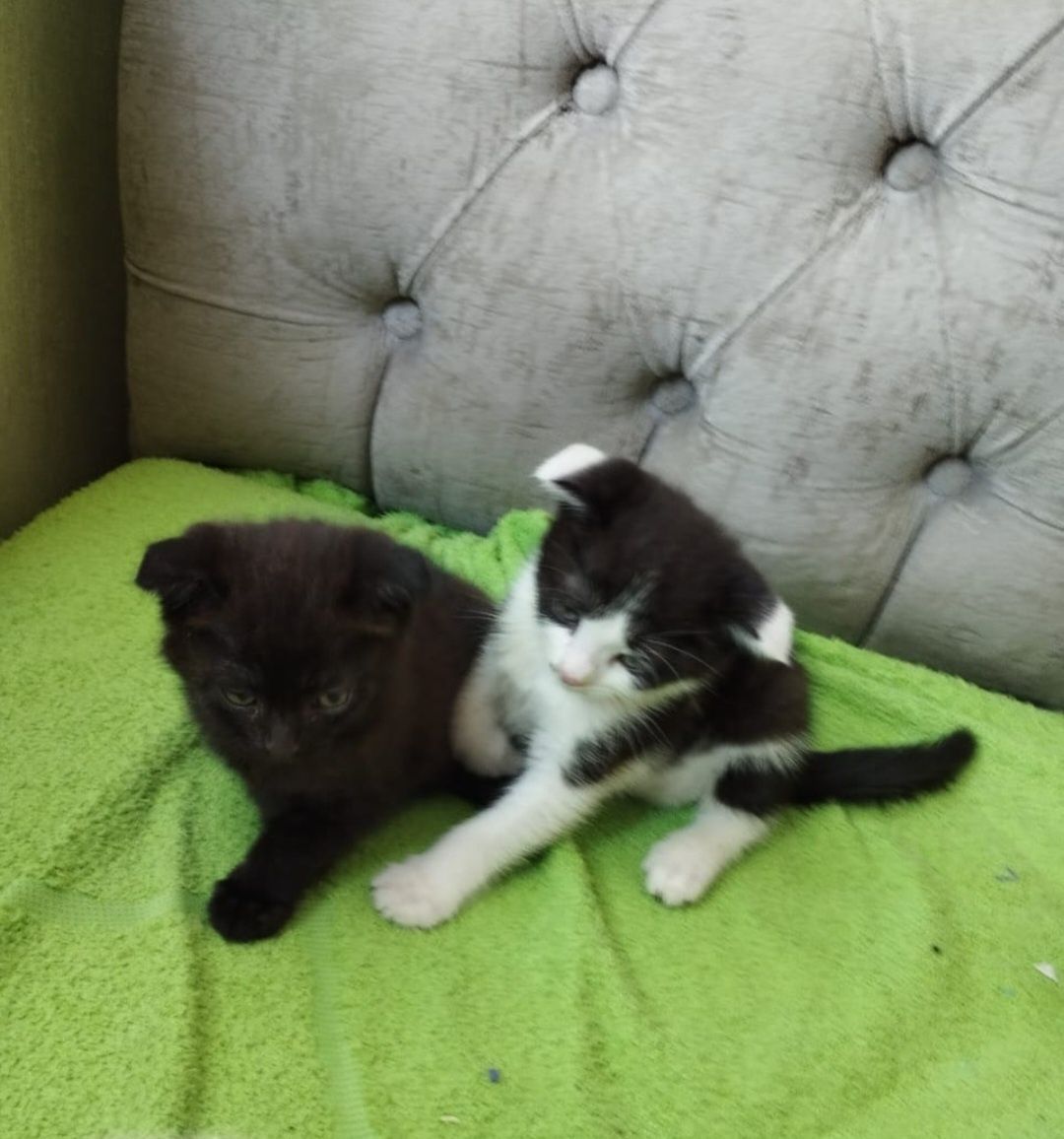 Котята в добрые руки