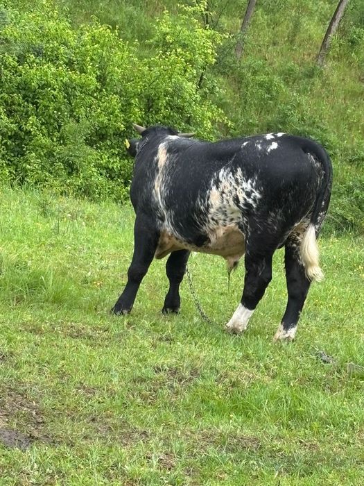Vând vițel albastru belgian