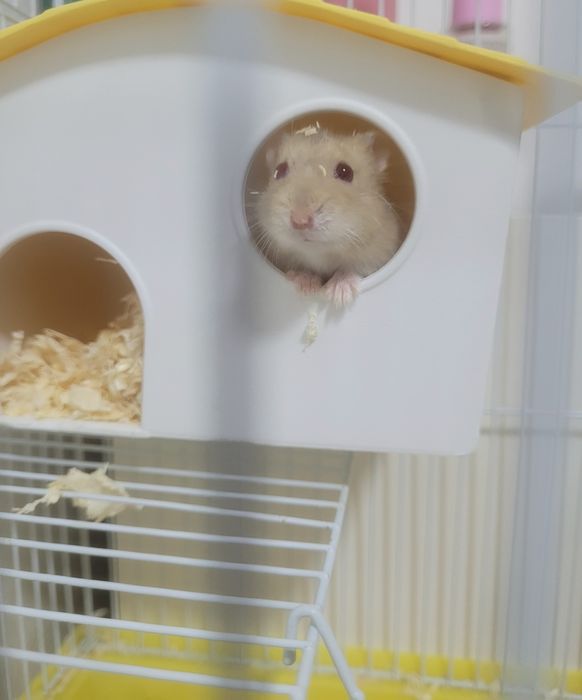 Hamster + cușcă.