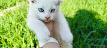 Sotiladi! Scottish fold 3oylik oʻgʻil bola