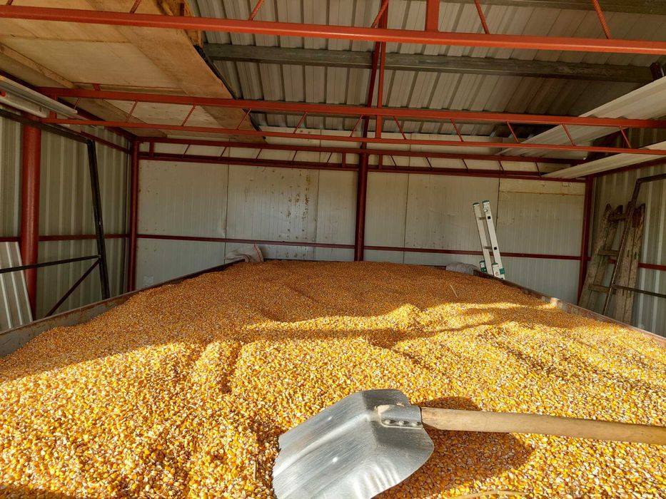 Porumb boabe 2025 (asigur transport)