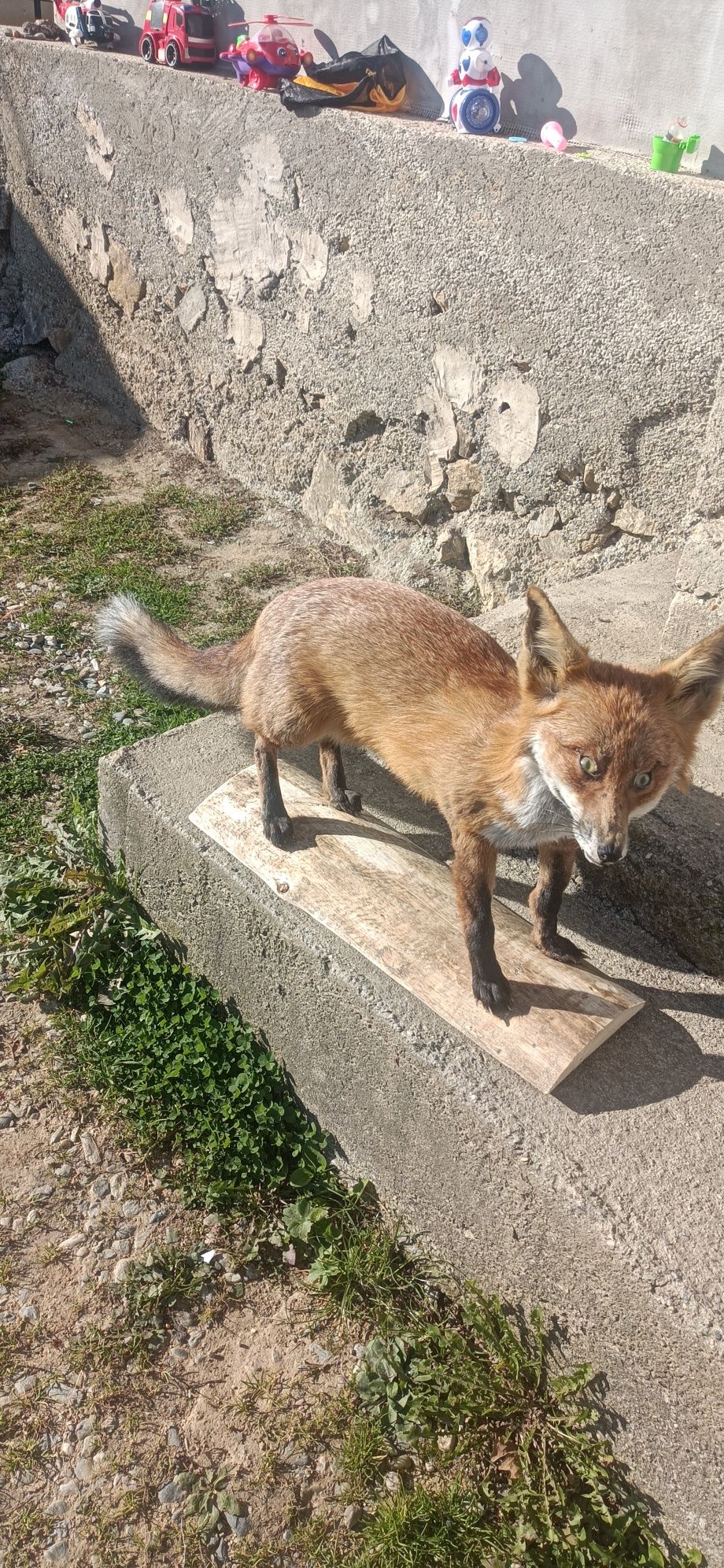Păsări naturalizate (împăiate)