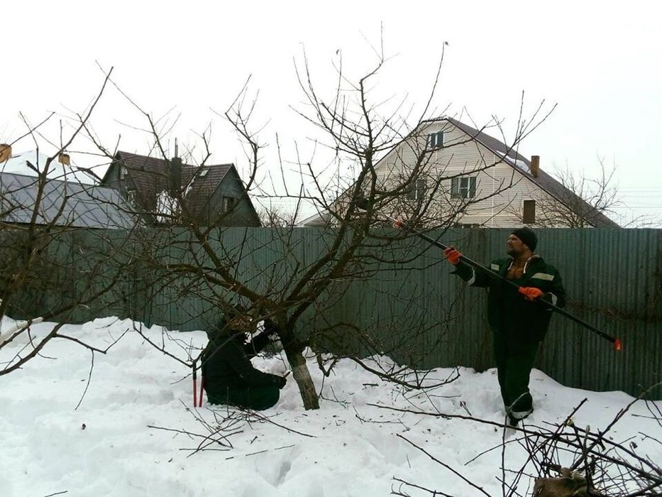 Обрезка Хвойных и Плодовых Деревьев и Опрыскивание ! Шымкент!