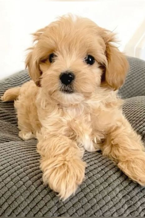 Maltipoo poodle mini toy apricot deschis