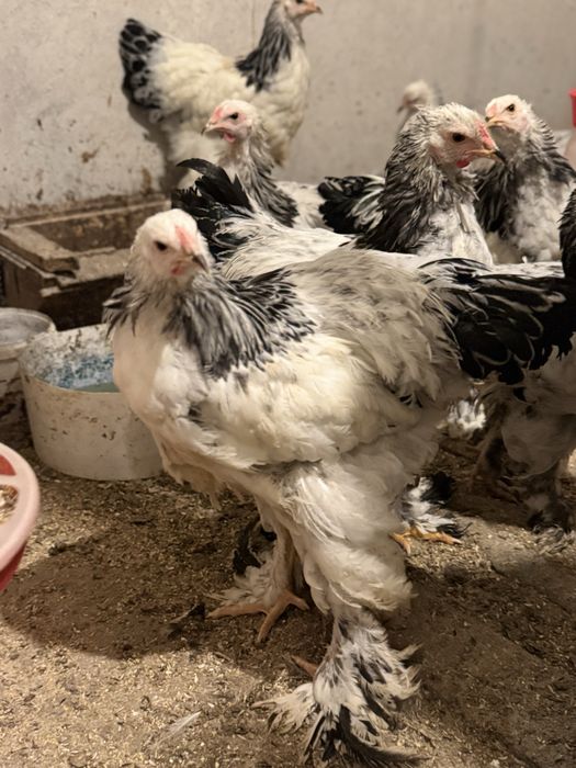 Brahma Herminat deschis