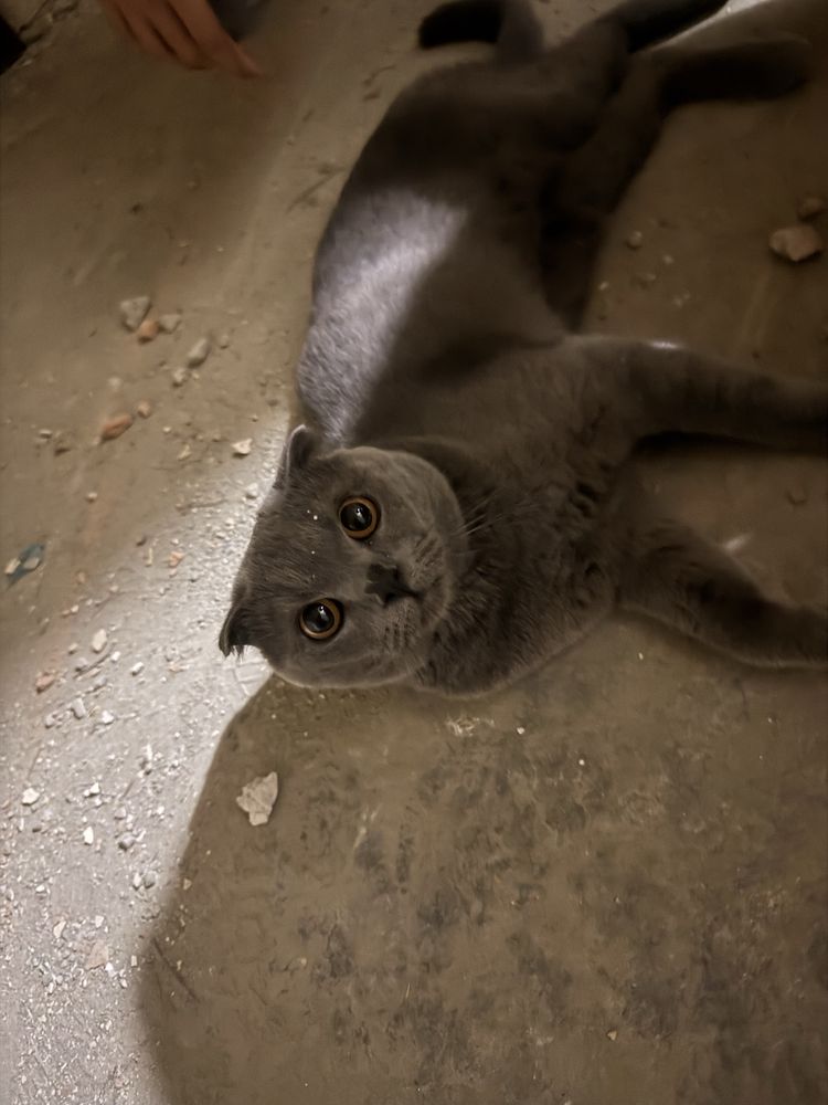 кот шотландский вислоухий