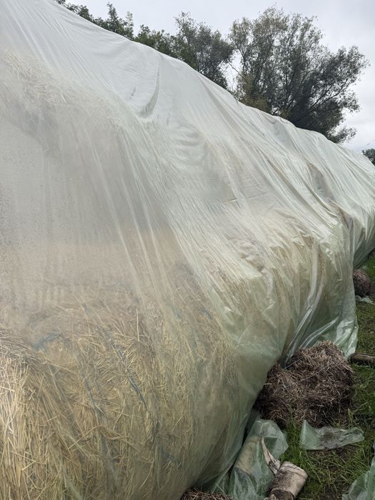 Vand baloti rotunzi 150x150 de lucerna coasa 1, coasa 2 sau amestec