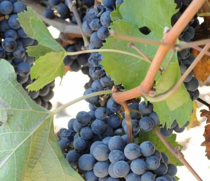 Struguri pentru vin aprox 300kg
