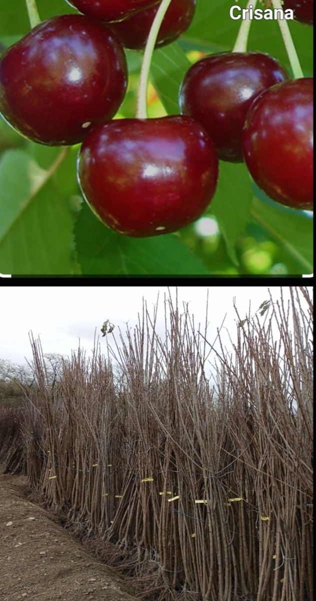 Piersici-pomi fructiferi