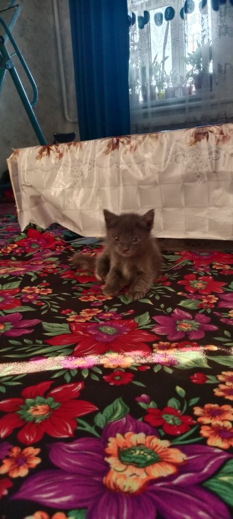 Милые, красивые, игривые котята