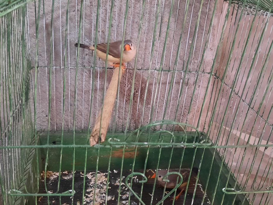 Diferite rase de Papagali