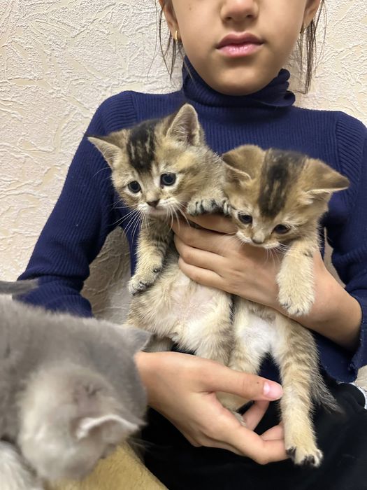 Британский скотиш страйт