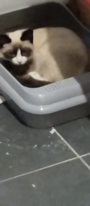 Котенок бесплатно