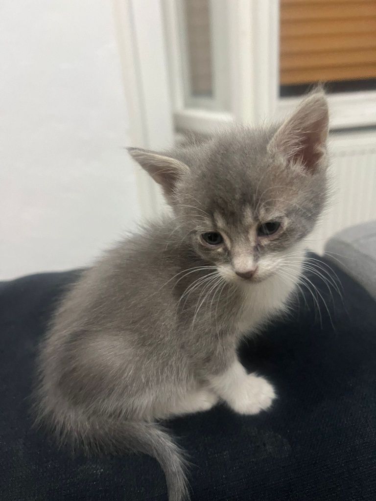 Donez pisici,o luana jumate