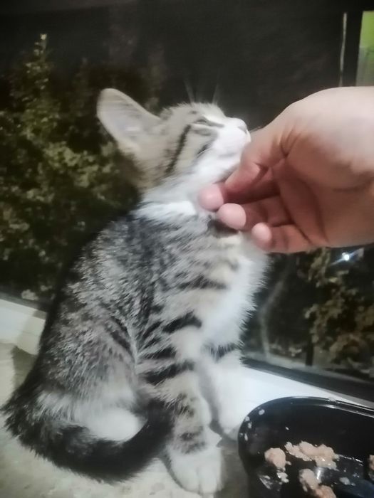 Mushuk bolasi bor sergili 1 da
