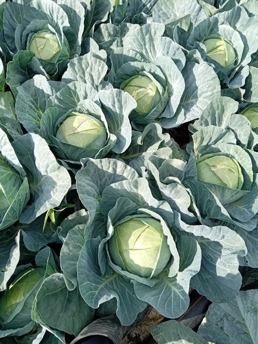 Vind varza plată si varză rotundă