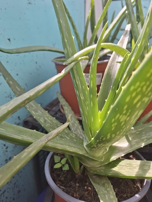 Vind Aloe Vera impecabilă