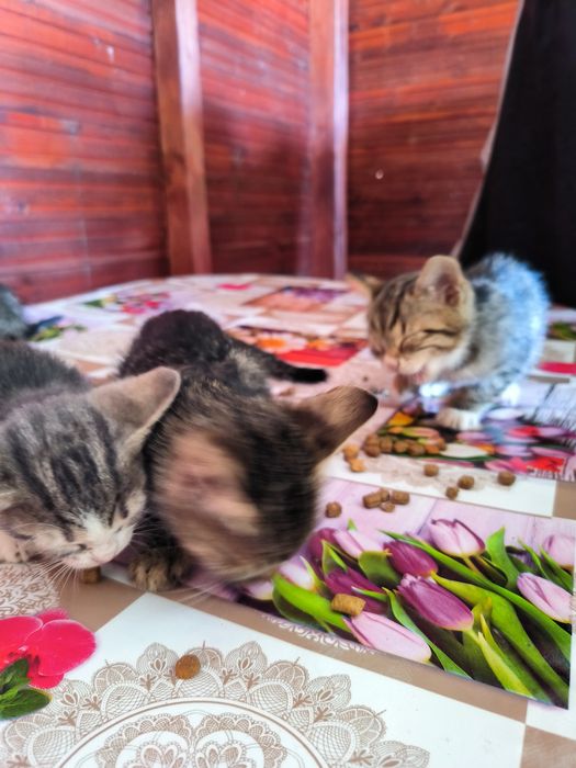 Pisicuțe spre adopție