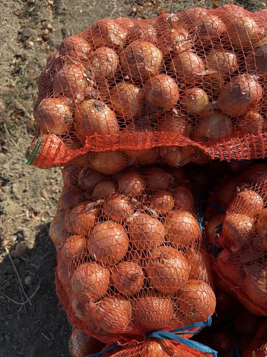 Vand ceapa si pastarnac