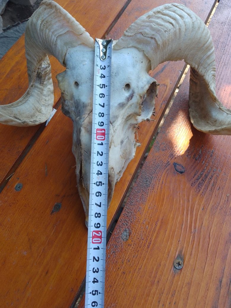 Craniu de berbec