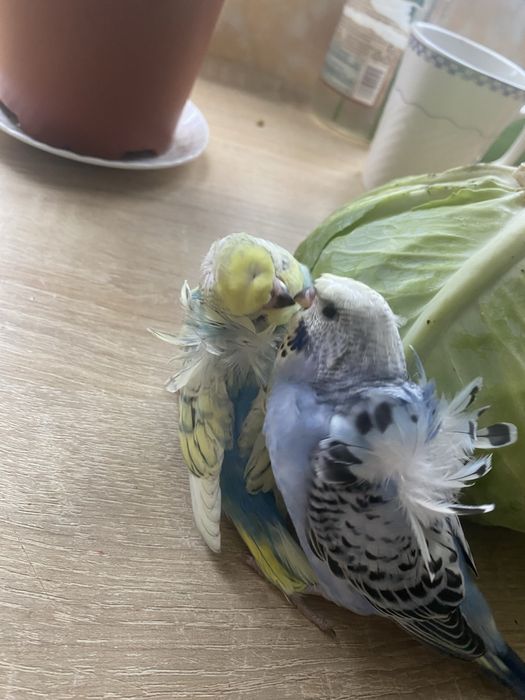 Perus pui, hagoromo , albastru