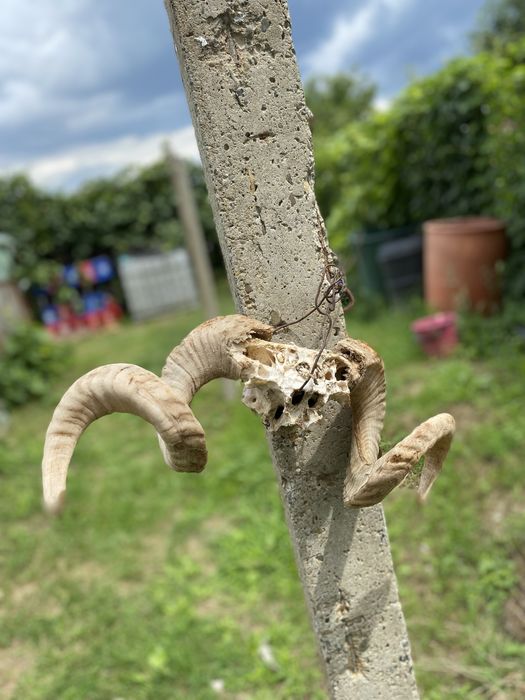 Trofeu coarne berbec